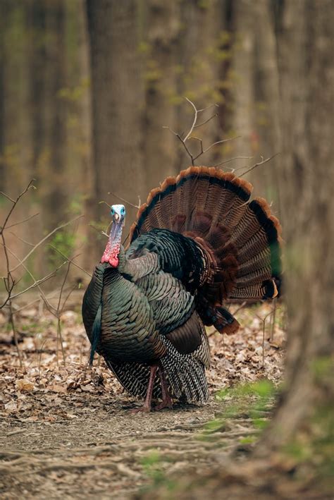 agfc turkey season 2024